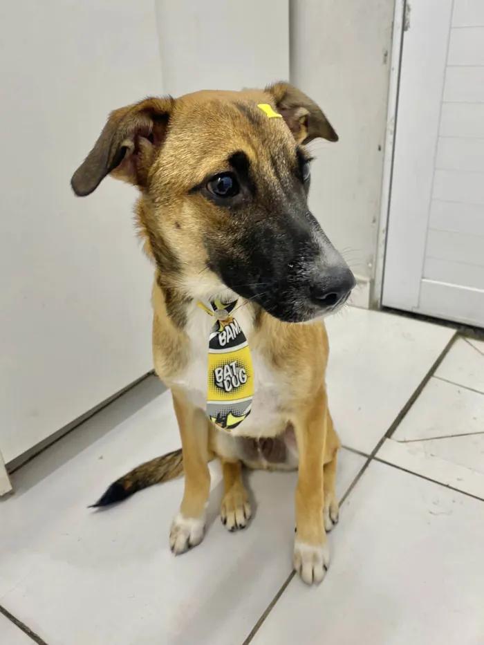 Cachorro raça Srd idade 7 a 11 meses nome Paçoca 