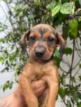 Cachorro raça SRD-ViraLata idade Abaixo de 2 meses nome Sem Nome 
