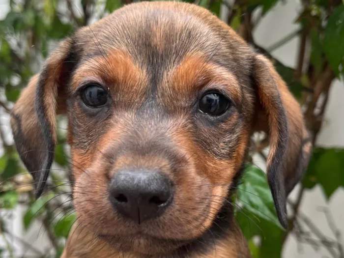 Cachorro raça SRD-ViraLata idade Abaixo de 2 meses nome Sem Nome 