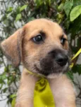 Cachorro raça SRD-ViraLata idade Abaixo de 2 meses nome Sem Nome 