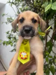 Cachorro raça SRD-ViraLata idade Abaixo de 2 meses nome Sem Nome 