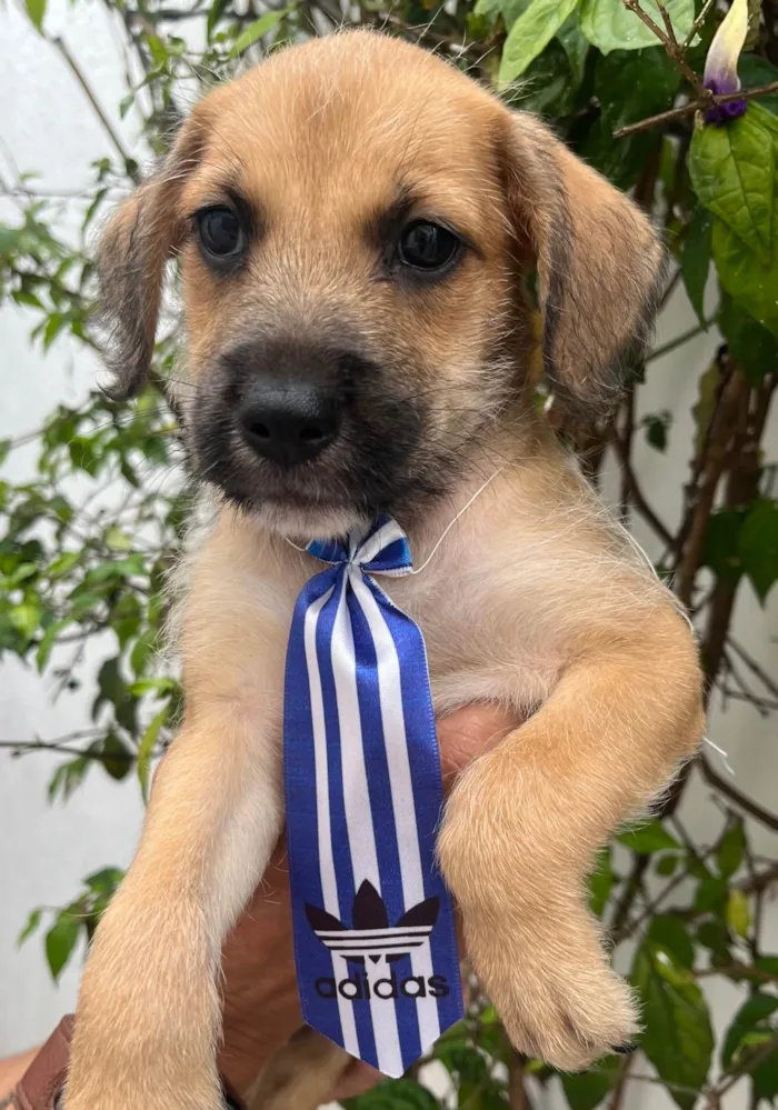 Cachorro raça SRD-ViraLata idade Abaixo de 2 meses nome Sem Nome 