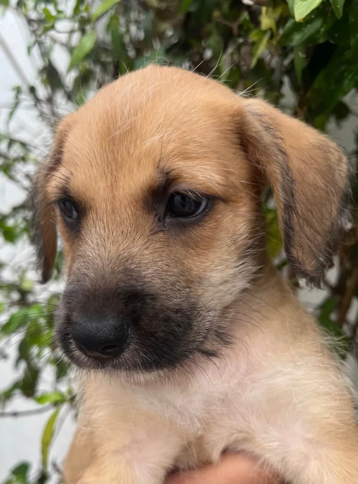 Cachorro raça SRD-ViraLata idade Abaixo de 2 meses nome Sem Nome 