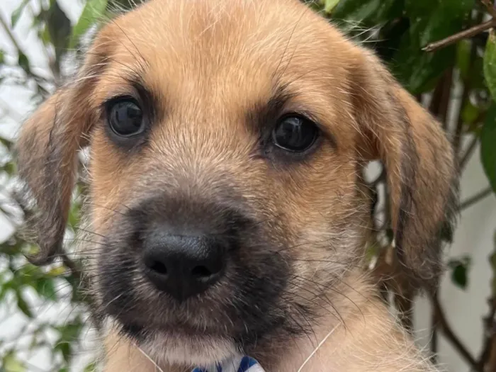 Cachorro raça SRD-ViraLata idade Abaixo de 2 meses nome Sem Nome 