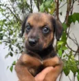 Cachorro raça SRD-ViraLata idade Abaixo de 2 meses nome Sem Nome 