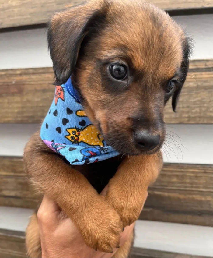 Cachorro raça SRD-ViraLata idade Abaixo de 2 meses nome Sem Nome 