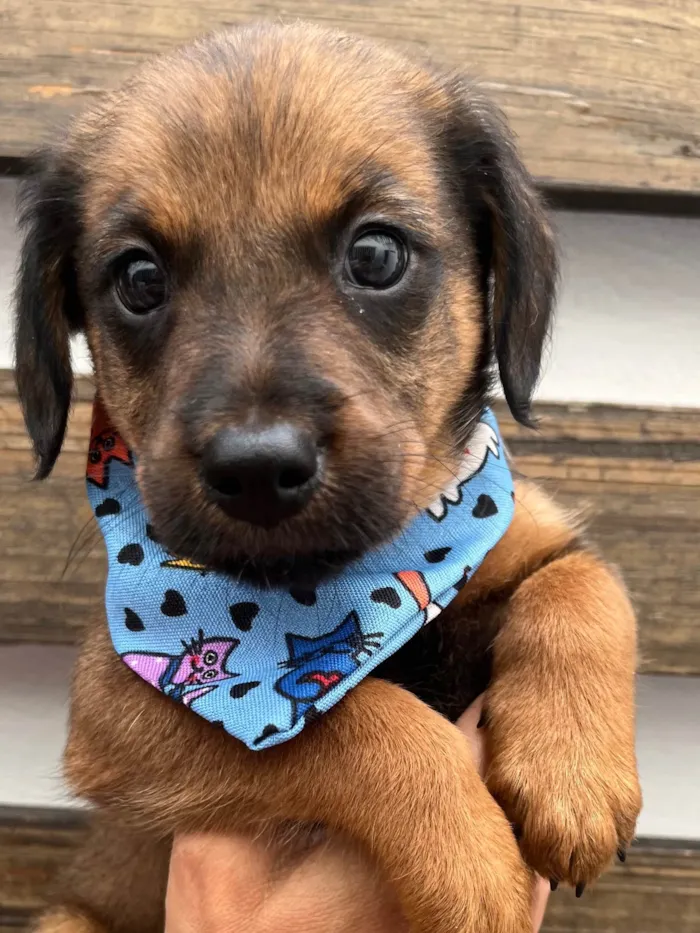 Cachorro raça SRD-ViraLata idade Abaixo de 2 meses nome Sem Nome 