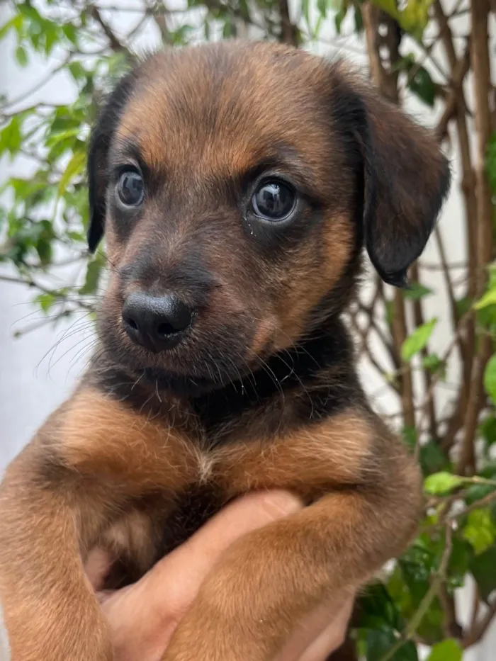 Cachorro raça SRD-ViraLata idade Abaixo de 2 meses nome Sem Nome 