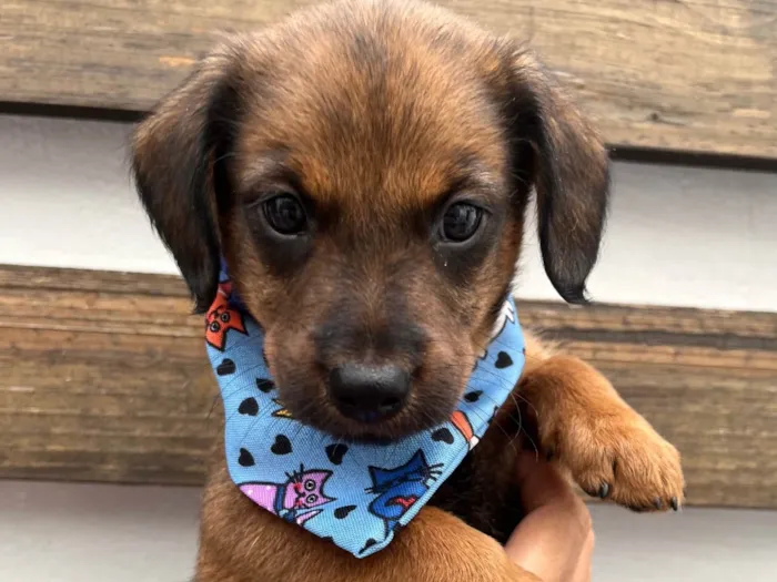 Cachorro raça SRD-ViraLata idade Abaixo de 2 meses nome Sem Nome 