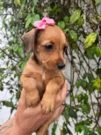 Cachorro raça SRD-ViraLata idade Abaixo de 2 meses nome Sem Nome 