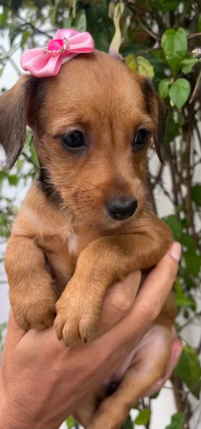 Cachorro raça SRD-ViraLata idade Abaixo de 2 meses nome Sem Nome 