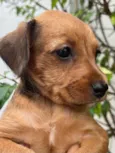 Cachorro raça SRD-ViraLata idade Abaixo de 2 meses nome Sem Nome 