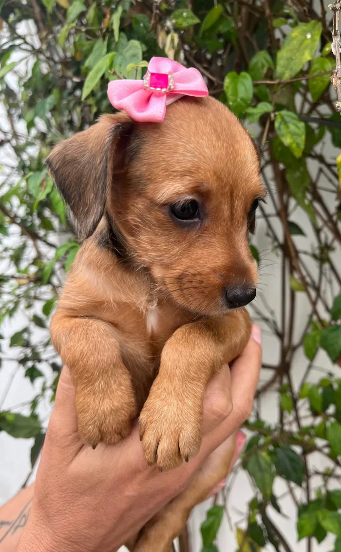 Cachorro raça SRD-ViraLata idade Abaixo de 2 meses nome Sem Nome 
