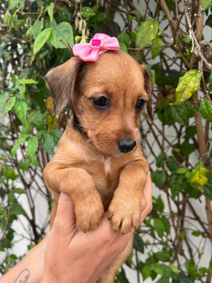 Cachorro raça SRD-ViraLata idade Abaixo de 2 meses nome Sem Nome 