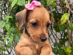 Cachorro raça SRD-ViraLata idade Abaixo de 2 meses nome Sem Nome 