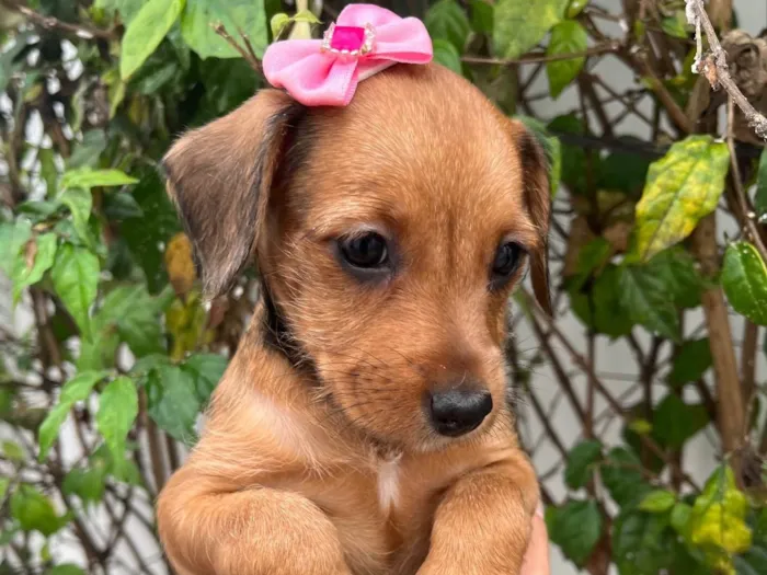 Cachorro raça SRD-ViraLata idade Abaixo de 2 meses nome Sem Nome 