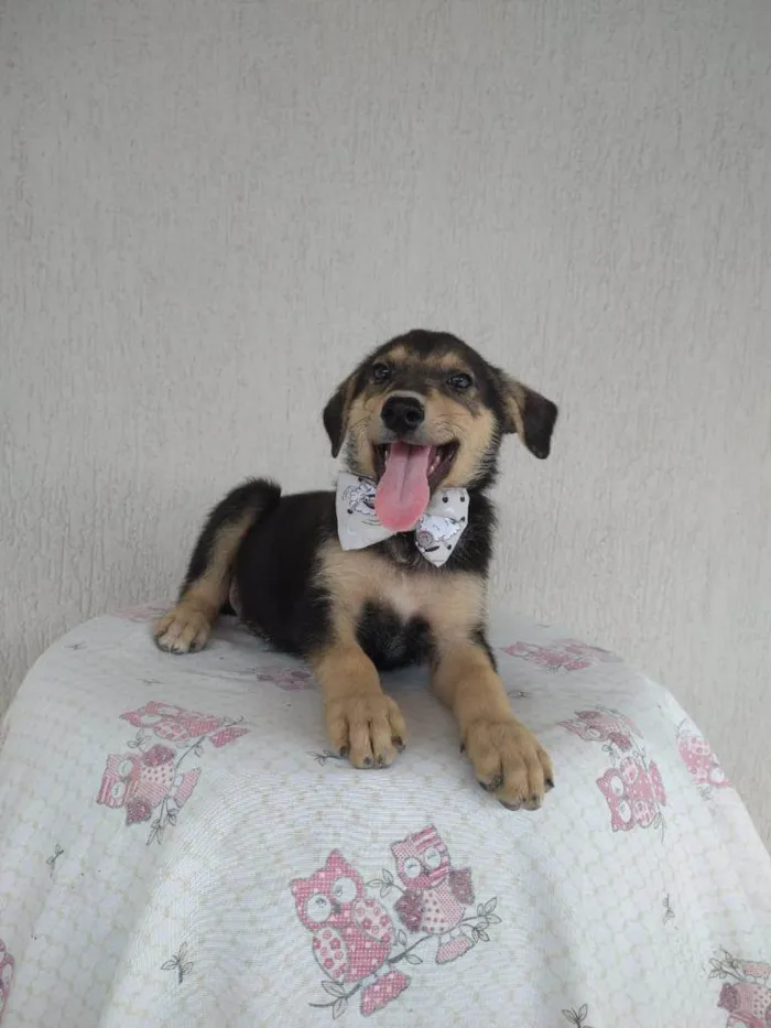 Cachorro ra a SRD-ViraLata idade 2 a 6 meses nome Fred