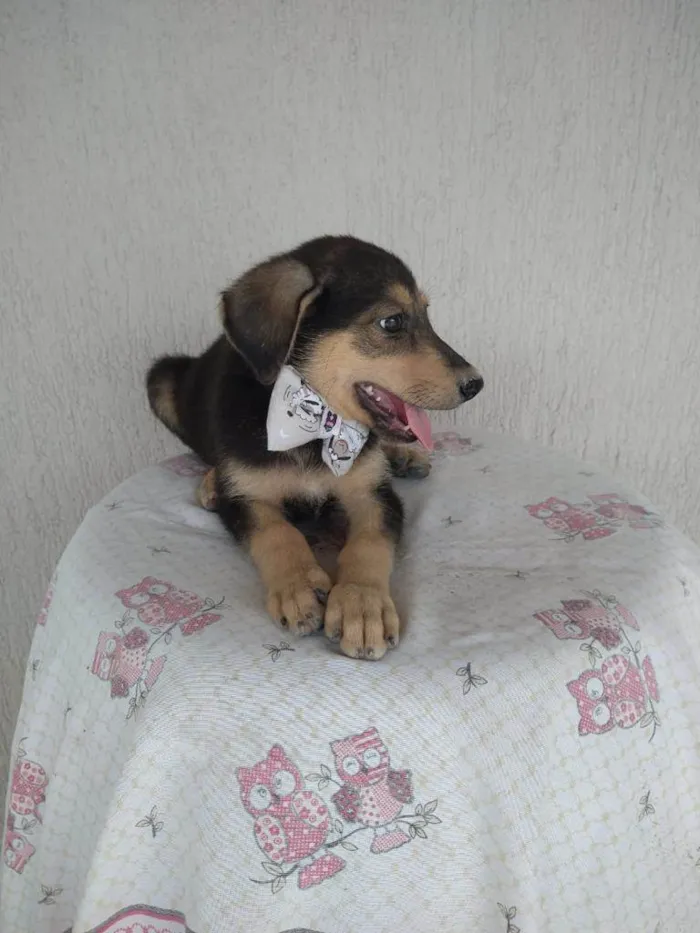 Cachorro ra a SRD-ViraLata idade 2 a 6 meses nome Fred