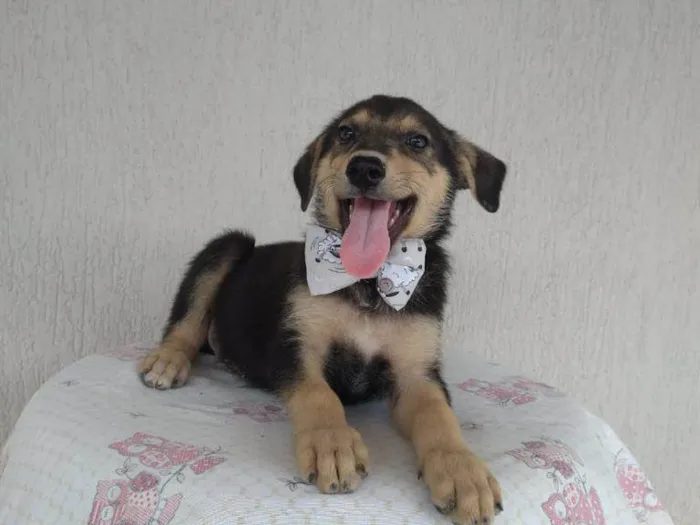 Cachorro ra a SRD-ViraLata idade 2 a 6 meses nome Fred