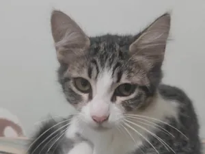 Gato raça SRD idade 2 a 6 meses nome Mini-Póca