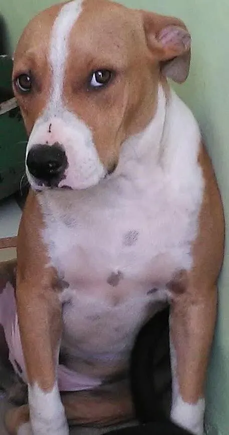 Cachorro ra a SRD-ViraLata idade 2 anos nome Toni