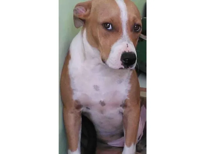 Cachorro ra a SRD-ViraLata idade 2 anos nome Toni
