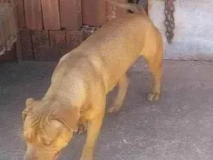 Cachorro raça pitty monster idade 3 anos nome Zara