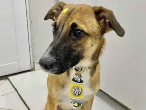 Cachorro raça Srd idade 7 a 11 meses nome Paçoca 