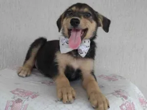 Cachorro raça SRD-ViraLata idade 2 a 6 meses nome Fred