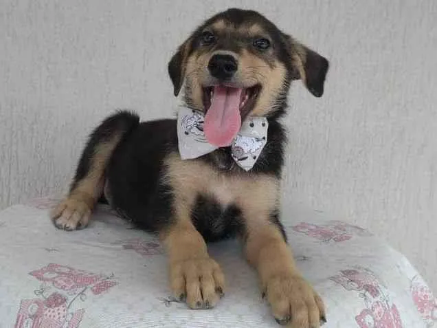 Cachorro ra a SRD-ViraLata idade 2 a 6 meses nome Fred