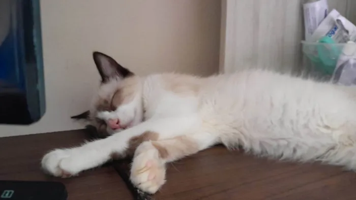 Gato ra a  idade 2 a 6 meses nome Sem nome