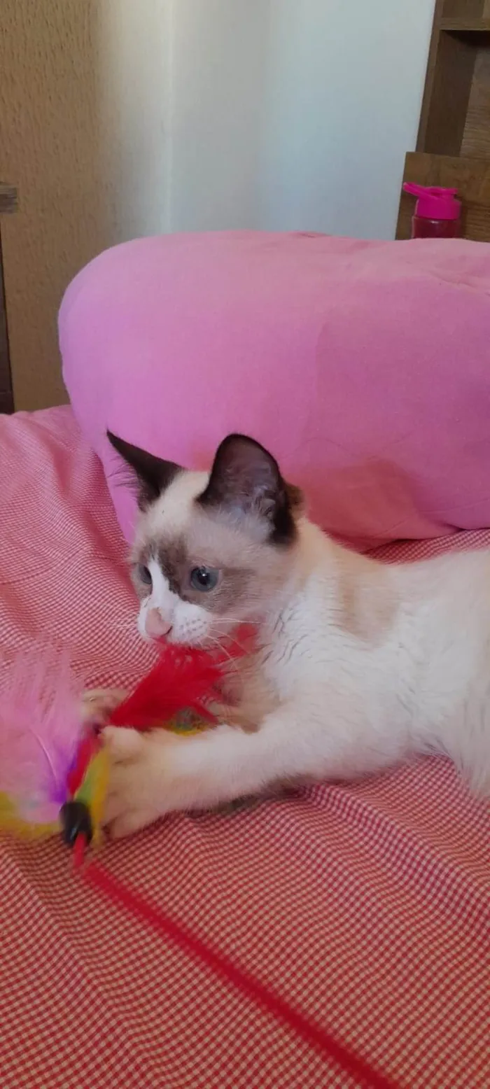 Gato ra a  idade 2 a 6 meses nome Sem nome