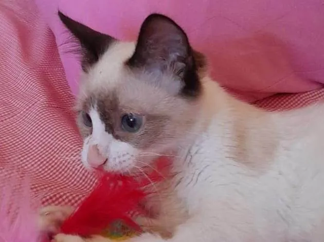 Gato ra a  idade 2 a 6 meses nome Sem nome
