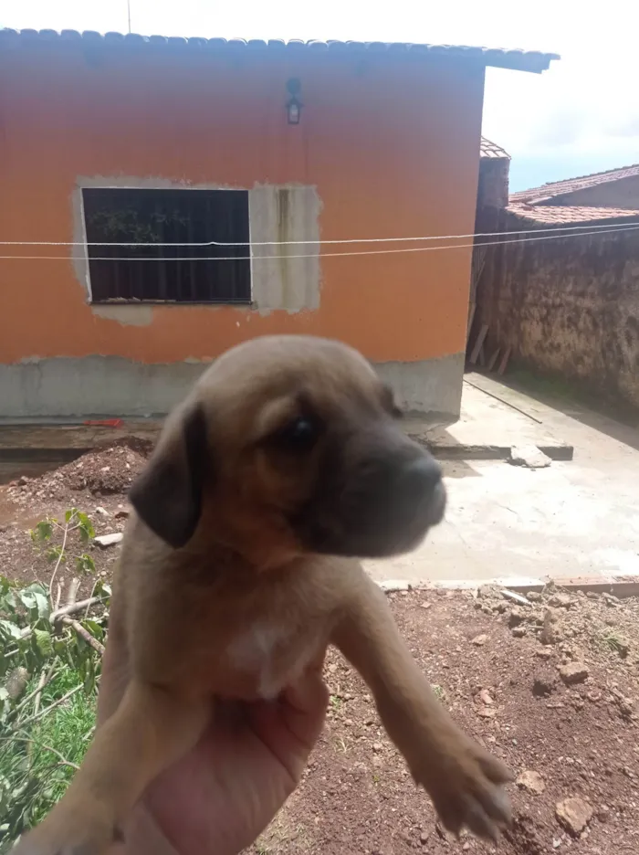 Cachorro ra a  idade Abaixo de 2 meses nome Sem Nome 