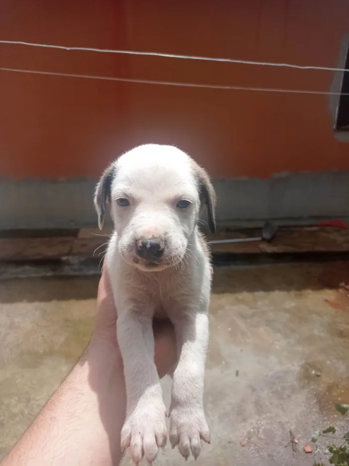 Cachorro ra a  idade Abaixo de 2 meses nome Sem Nome 