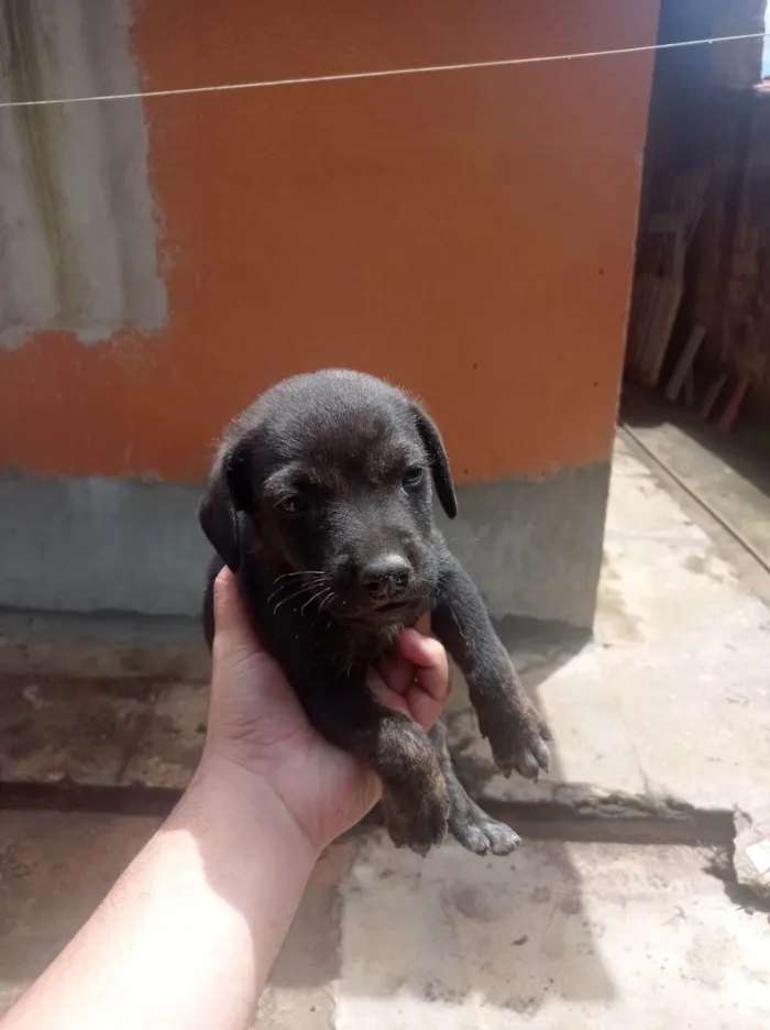 Cachorro ra a  idade Abaixo de 2 meses nome Sem Nome 