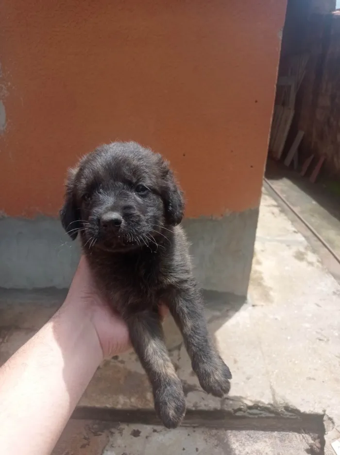 Cachorro ra a  idade Abaixo de 2 meses nome Sem Nome 