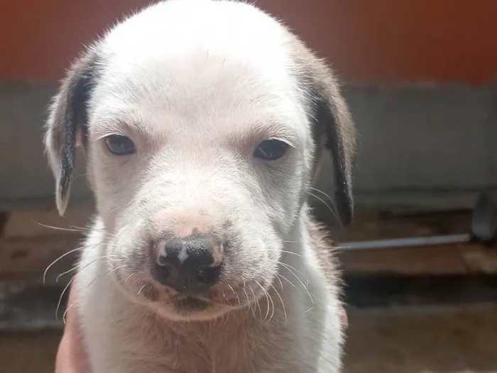 Cachorro ra a  idade Abaixo de 2 meses nome Sem Nome 