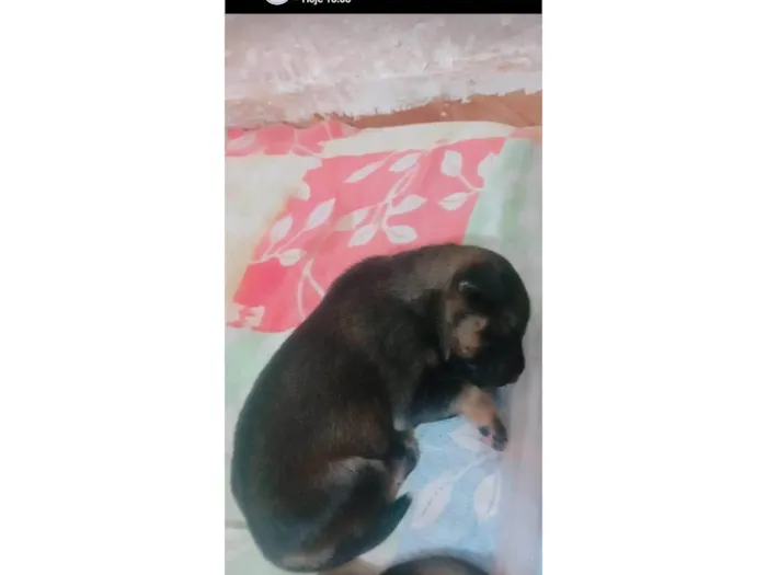 Cachorro ra a SRD-ViraLata idade Abaixo de 2 meses nome Filhotes da Suzy caramelo 