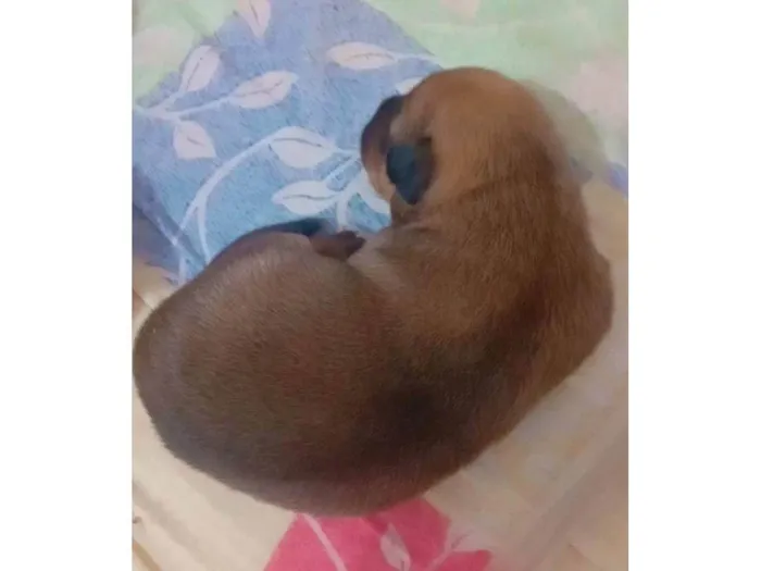 Cachorro ra a SRD-ViraLata idade Abaixo de 2 meses nome Filhotes da Suzy caramelo 