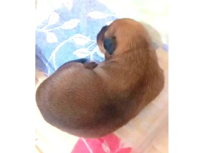 Cachorro ra a SRD-ViraLata idade Abaixo de 2 meses nome Filhotes da Suzy caramelo 