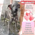 Sophia