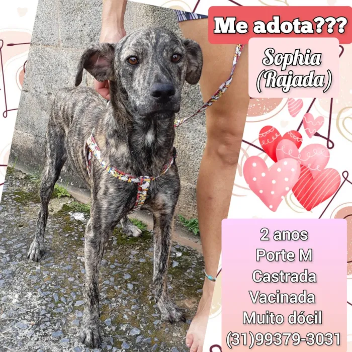 Cachorro raça SRD-ViraLata idade 2 anos nome Sophia