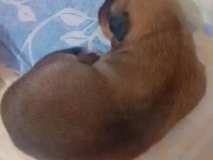 Cachorro ra a SRD-ViraLata idade Abaixo de 2 meses nome Filhotes da Suzy caramelo 