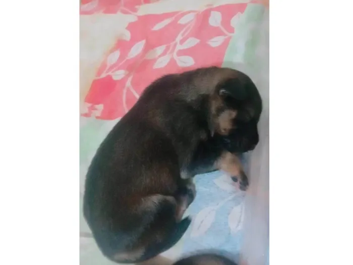 Cachorro ra a SRD-ViraLata idade Abaixo de 2 meses nome Filhotes da Suzy caramelo 