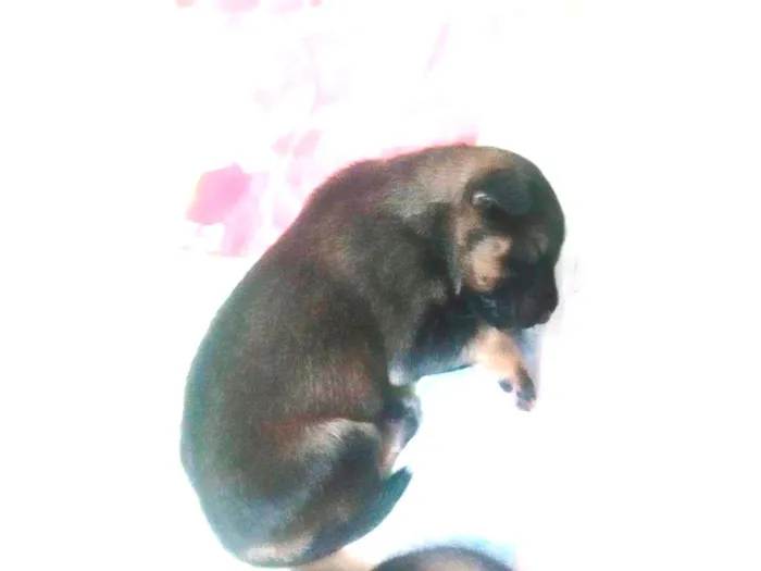 Cachorro ra a SRD-ViraLata idade Abaixo de 2 meses nome Filhotes da Suzy caramelo 