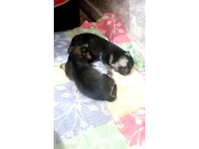 Cachorro ra a SRD-ViraLata idade Abaixo de 2 meses nome Filhotes da Suzy caramelo 