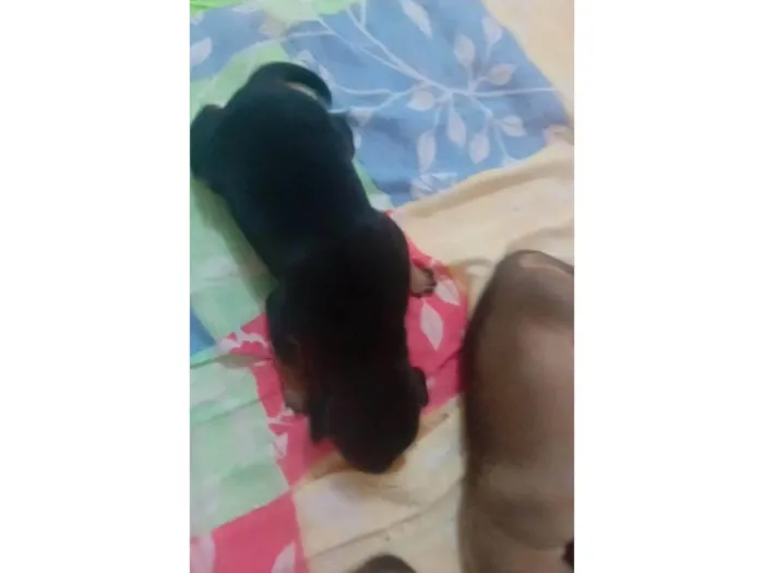 Cachorro ra a SRD-ViraLata idade Abaixo de 2 meses nome Filhotes da Suzy caramelo 