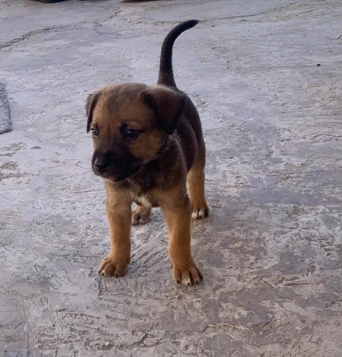 Cachorro raça SRD-ViraLata idade Abaixo de 2 meses nome Filhote