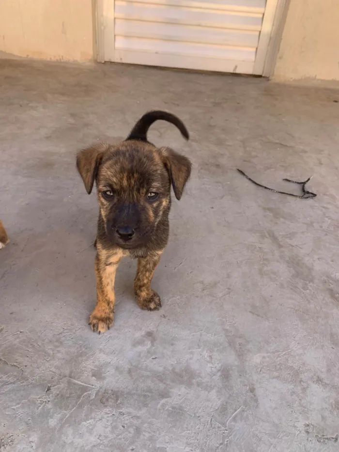 Cachorro raça SRD-ViraLata idade Abaixo de 2 meses nome Filhote